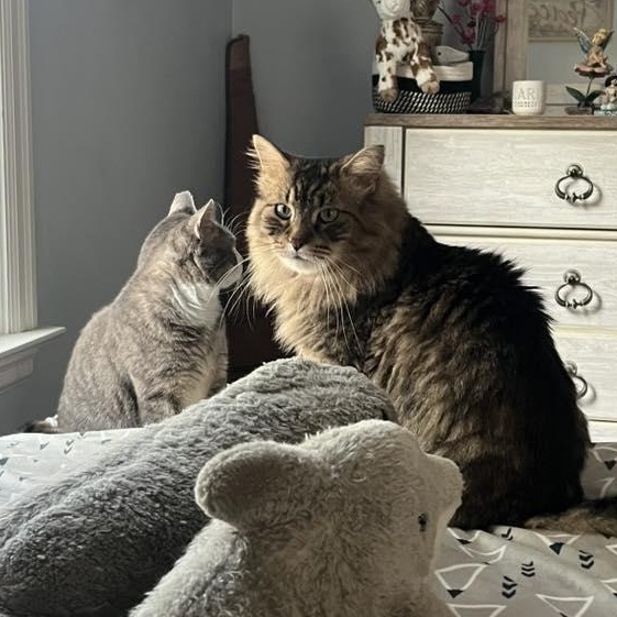 Finnegan and Jameson O'Malley