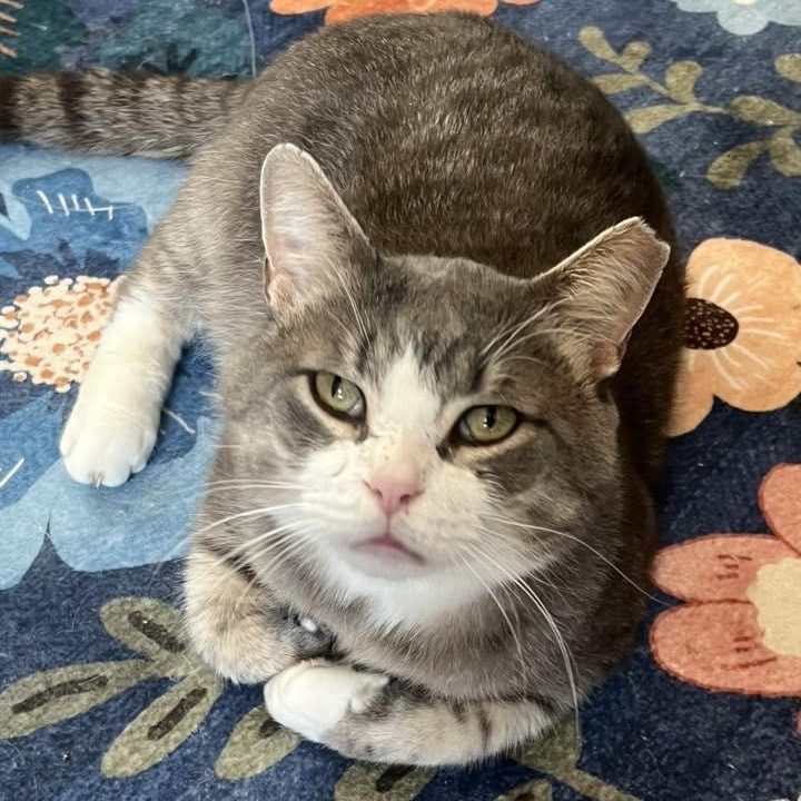 Finnegan and Jameson O'Malley