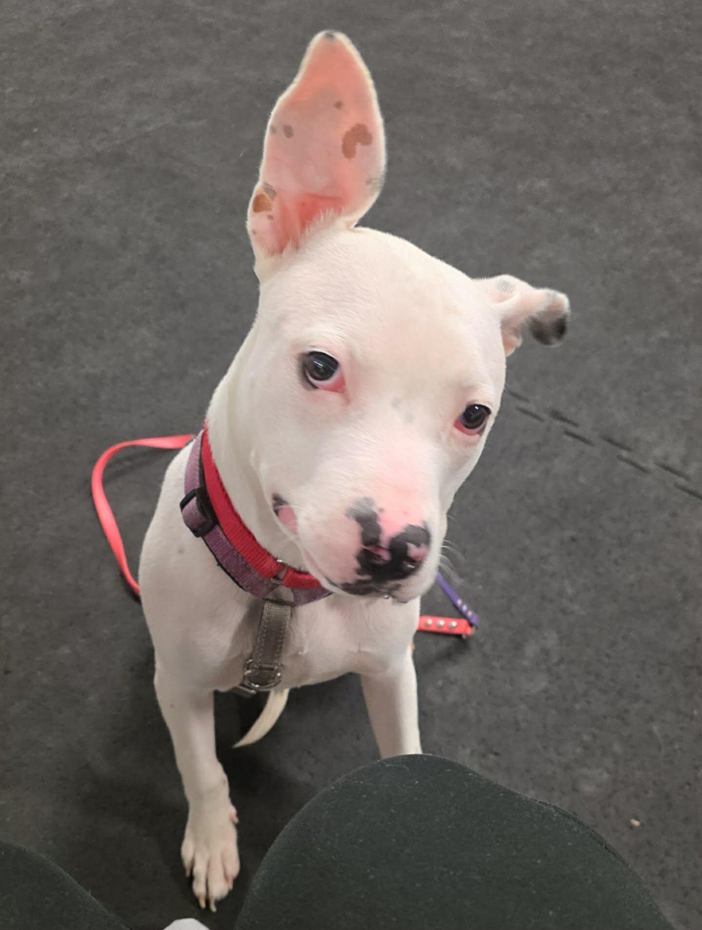 Enlarge Wilt, a ADOPTABLE Terrier in North Syracuse, NY image 2/3