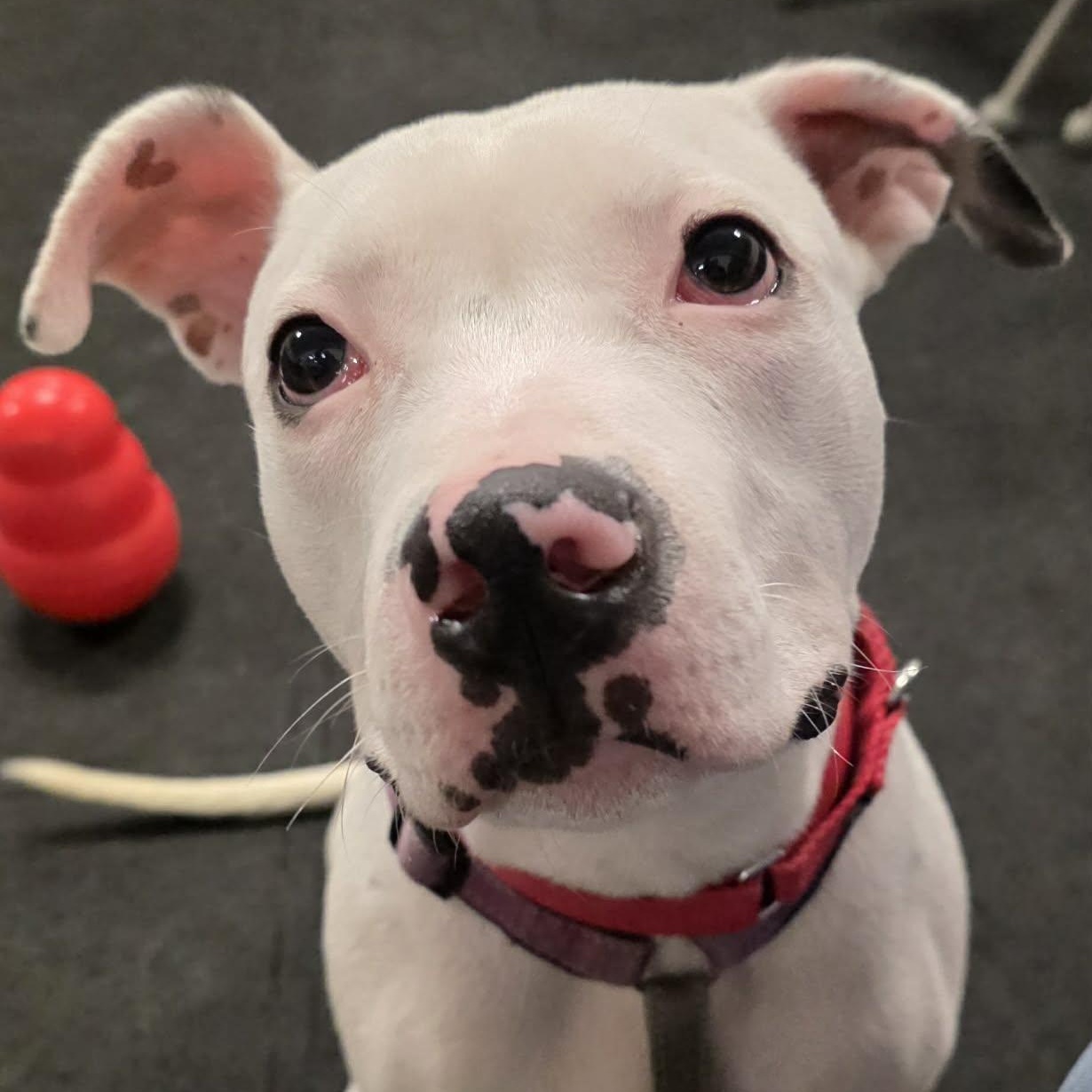 Enlarge Wilt, a ADOPTABLE Terrier in North Syracuse, NY image 1/3