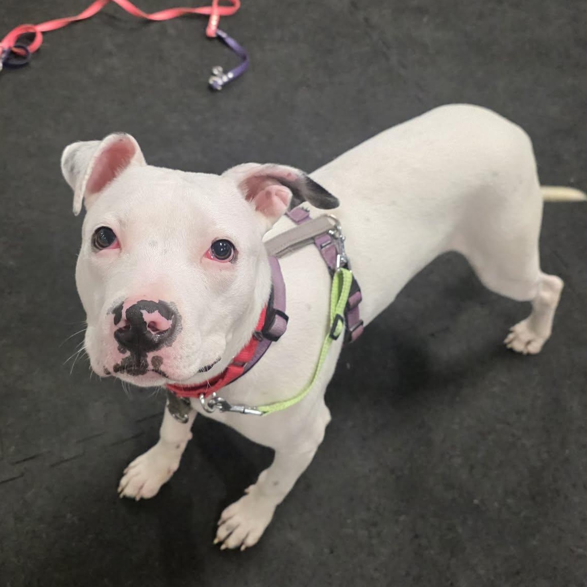 Enlarge Wilt, a ADOPTABLE Terrier in North Syracuse, NY image 3/3