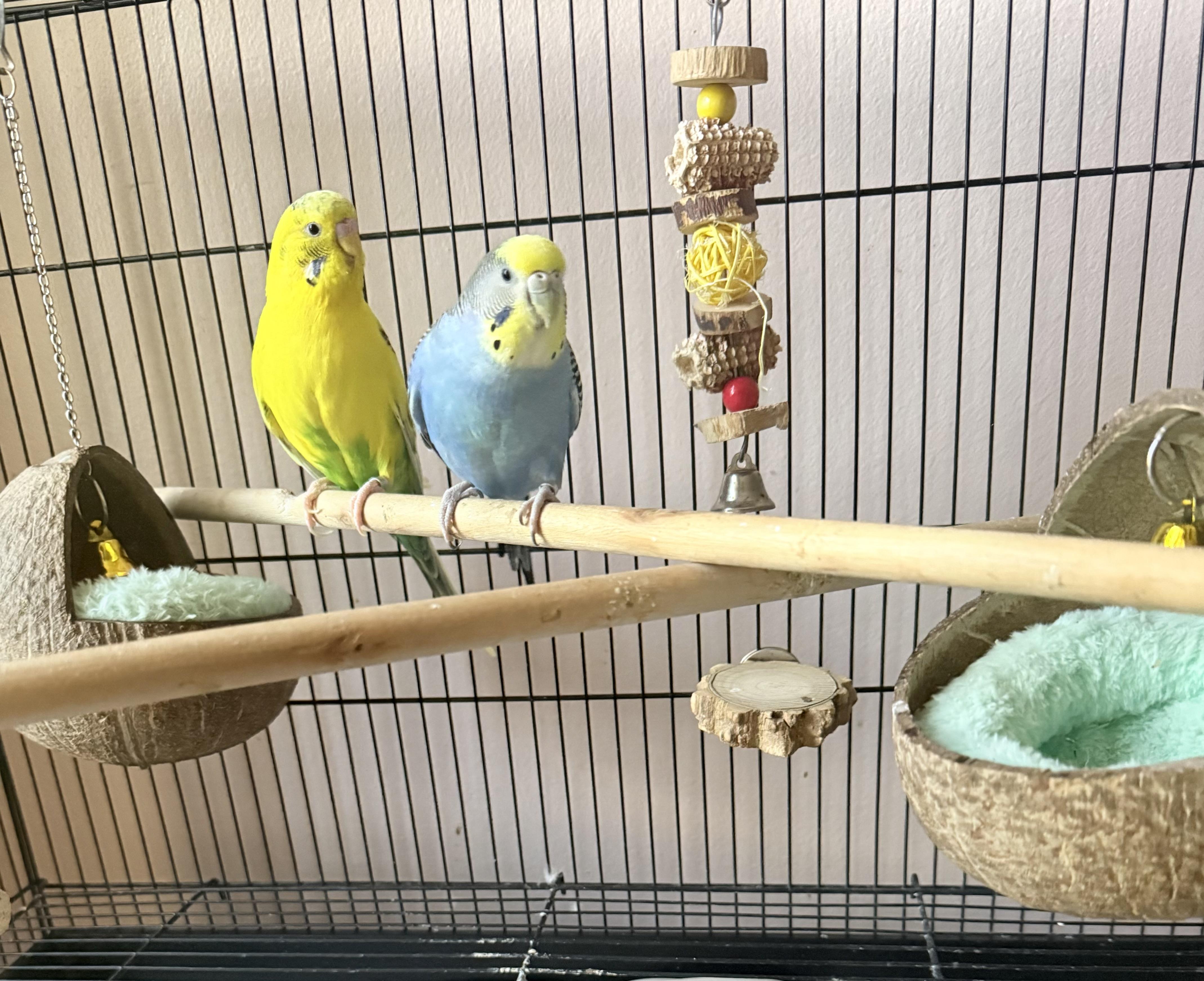 Blueberry and Banana, Adoptable, Young Unknown Parakeet (Other).