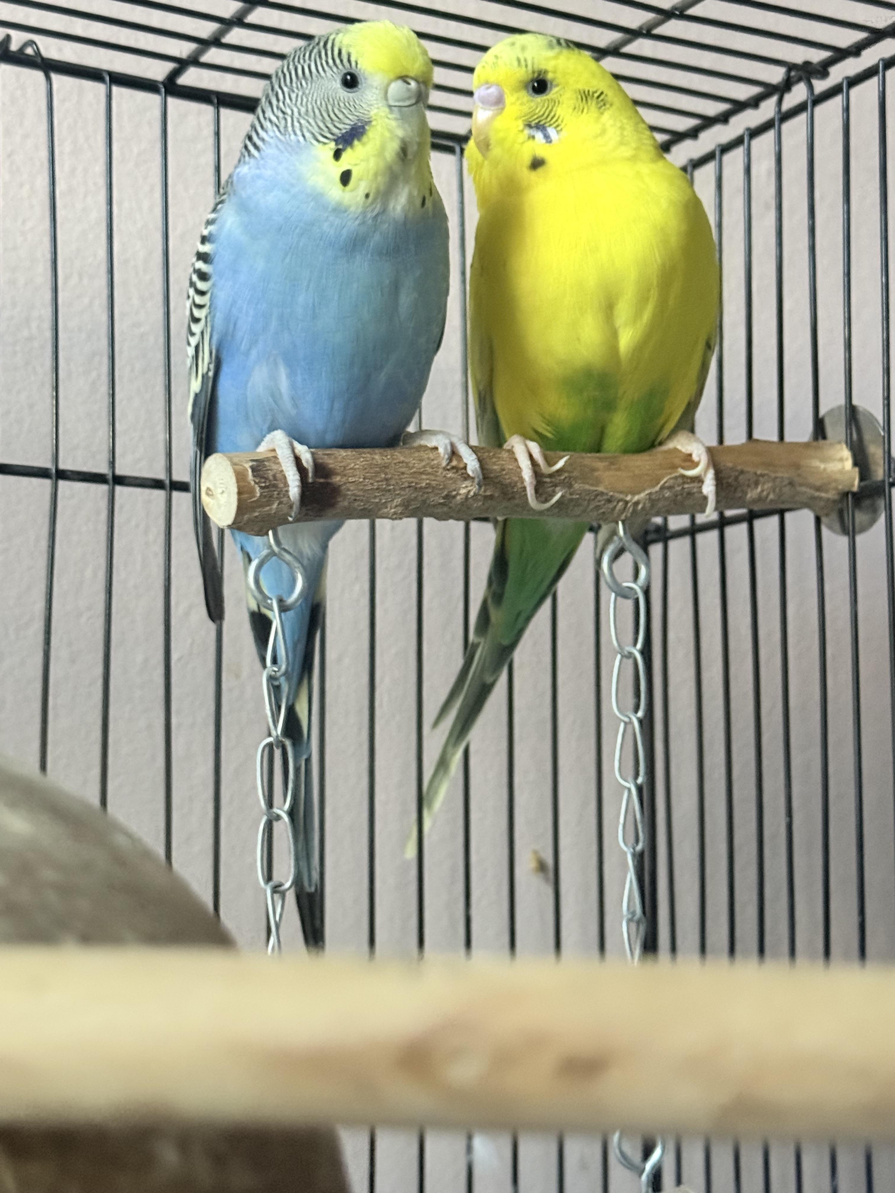 Enlarge Blueberry and Banana, a Adoptable Parakeet (Other) in Whitestone, NY image 2/3