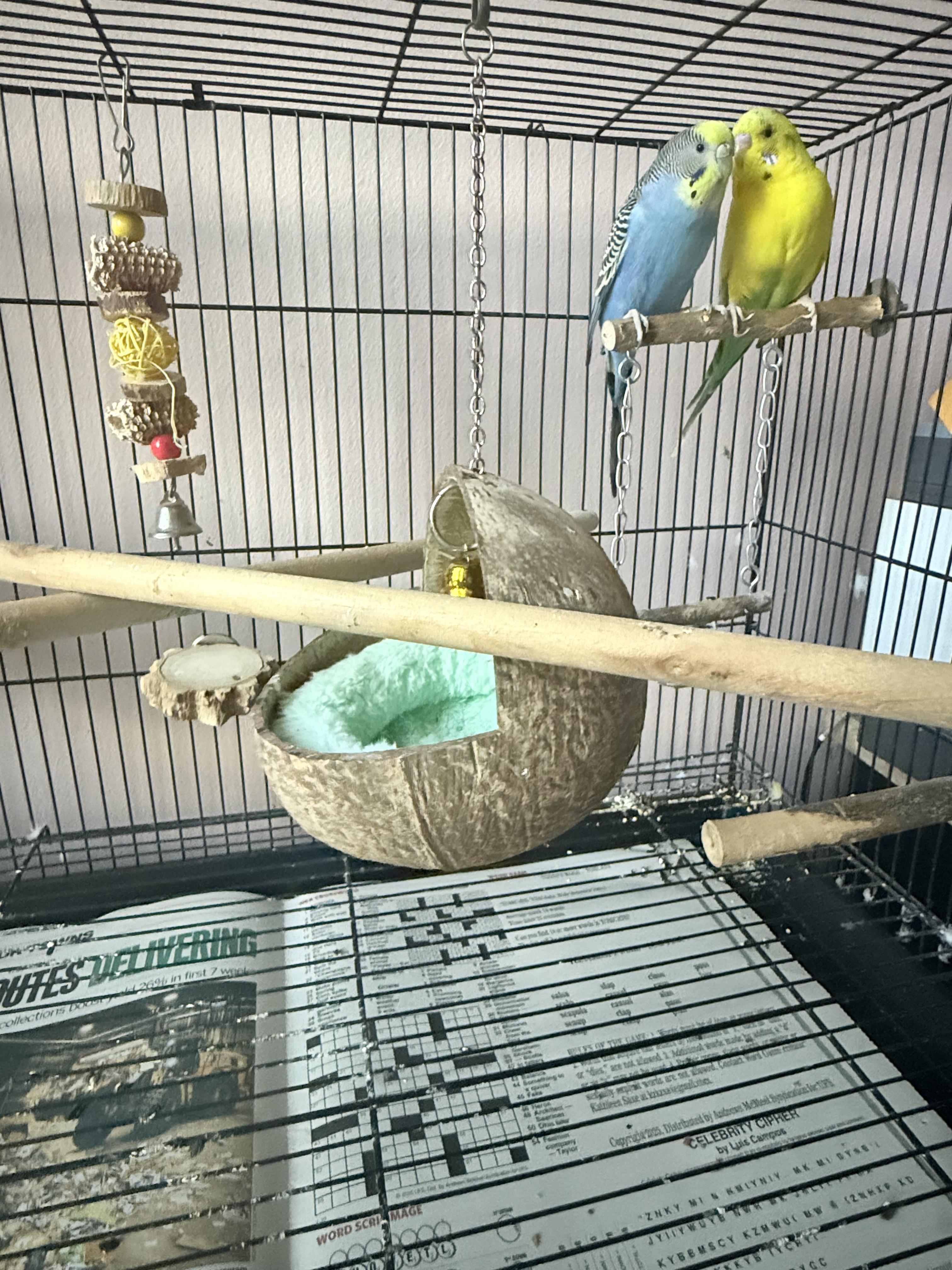 Enlarge Blueberry and Banana, a Adoptable Parakeet (Other) in Whitestone, NY image 3/3