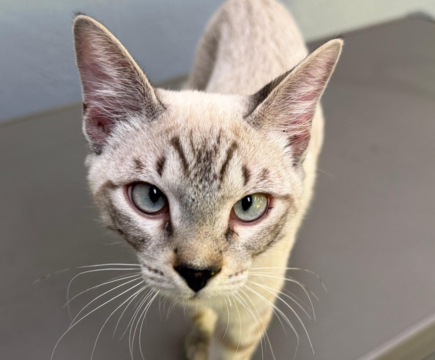 Jace, an adopted Siamese in Weatherford, TX image 3/4
