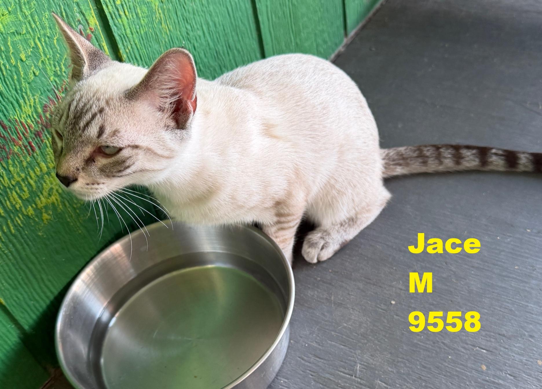 Jace, an adopted Siamese in Weatherford, TX image 1/4