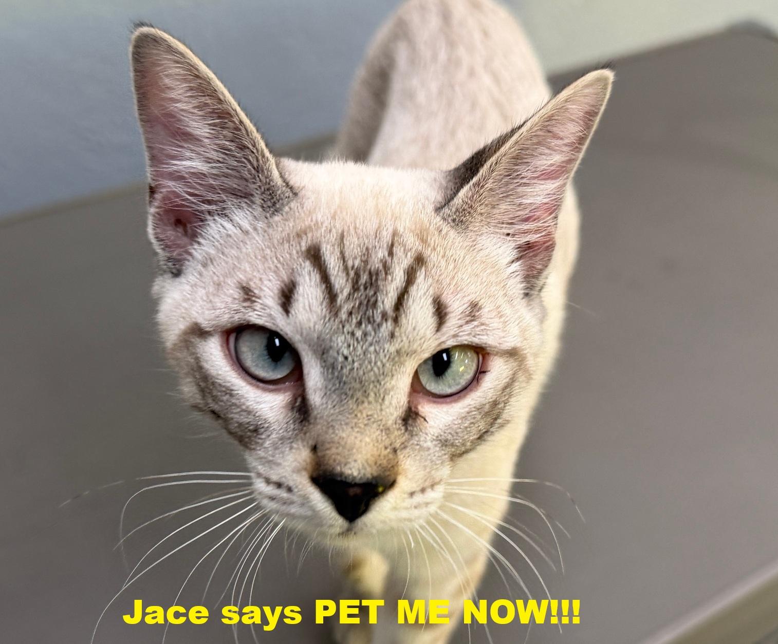 Jace, an adopted Siamese in Weatherford, TX image 2/4