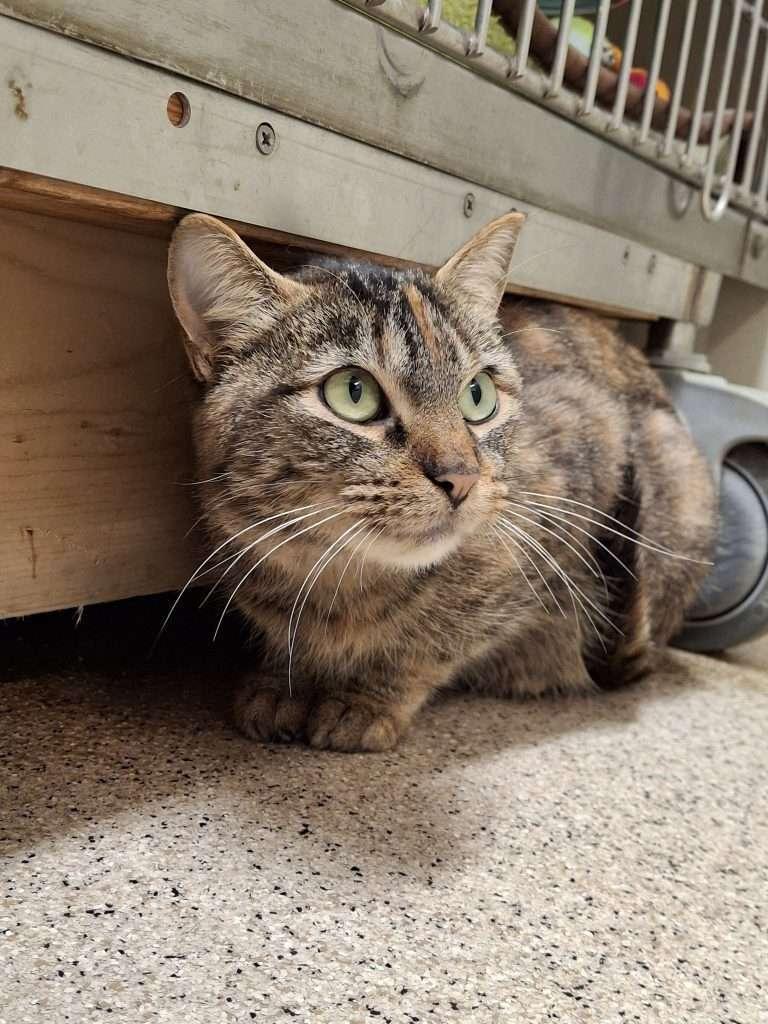 Enlarge MANNY, a ADOPTABLE Domestic Short Hair in Ironwood, MI image 3/6