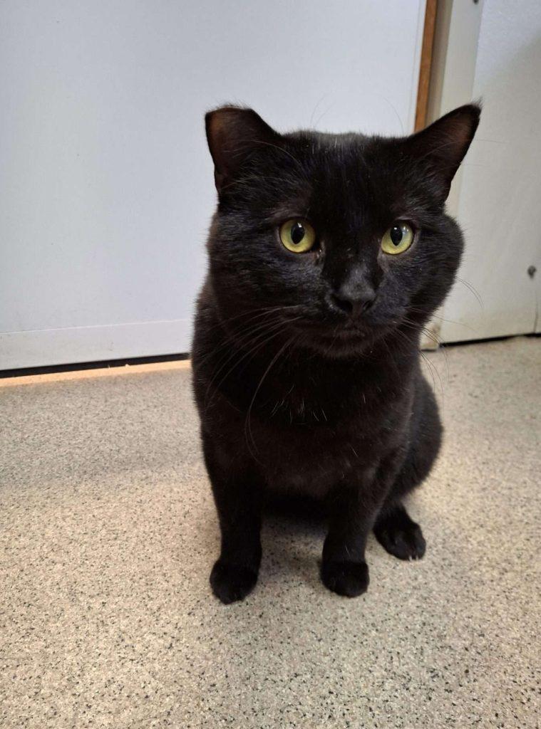 Enlarge MANNY, a ADOPTABLE Domestic Short Hair in Ironwood, MI image 4/6