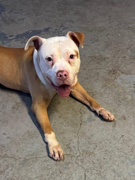 Enlarge Yoshi   **FOSTER NEEDED** or adopt!, a ADOPTABLE mixed breed in Derby, NY image 4/5