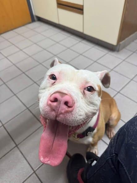 Enlarge Yoshi   **FOSTER NEEDED** or adopt!, a ADOPTABLE mixed breed in Derby, NY image 2/5