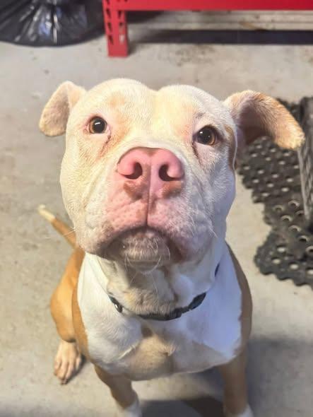 Enlarge Yoshi   **FOSTER NEEDED** or adopt!, a ADOPTABLE mixed breed in Derby, NY image 5/5