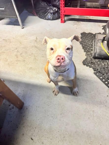 Enlarge Yoshi   **FOSTER NEEDED** or adopt!, a ADOPTABLE mixed breed in Derby, NY image 3/5