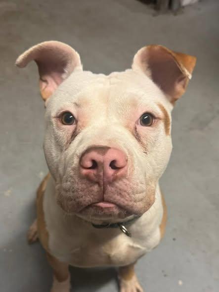 Yoshi   **FOSTER NEEDED** or adopt!, ADOPTABLE, Adult Male Pit Bull Terrier.