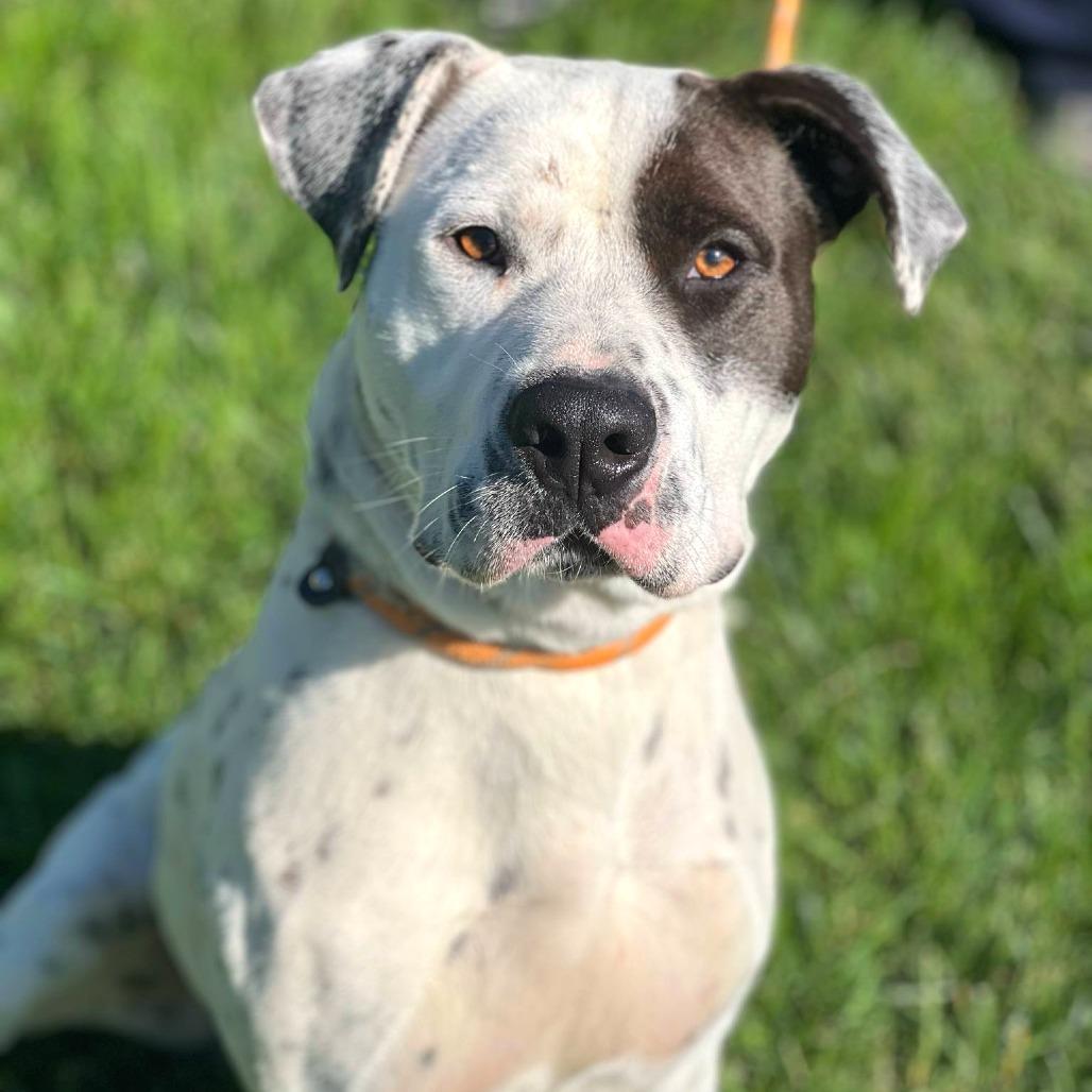 Sinatra, Adoptable, Adult Male Mixed Breed.