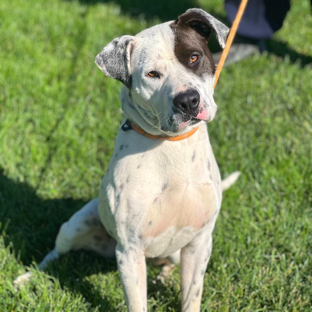 Enlarge Sinatra, a Adoptable Mixed Breed in Huntington, WV image 2/4