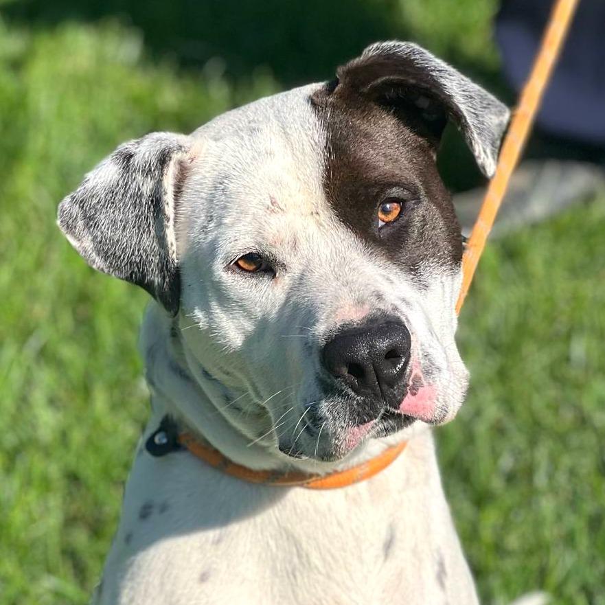 Enlarge Sinatra, a Adoptable Mixed Breed in Huntington, WV image 3/4