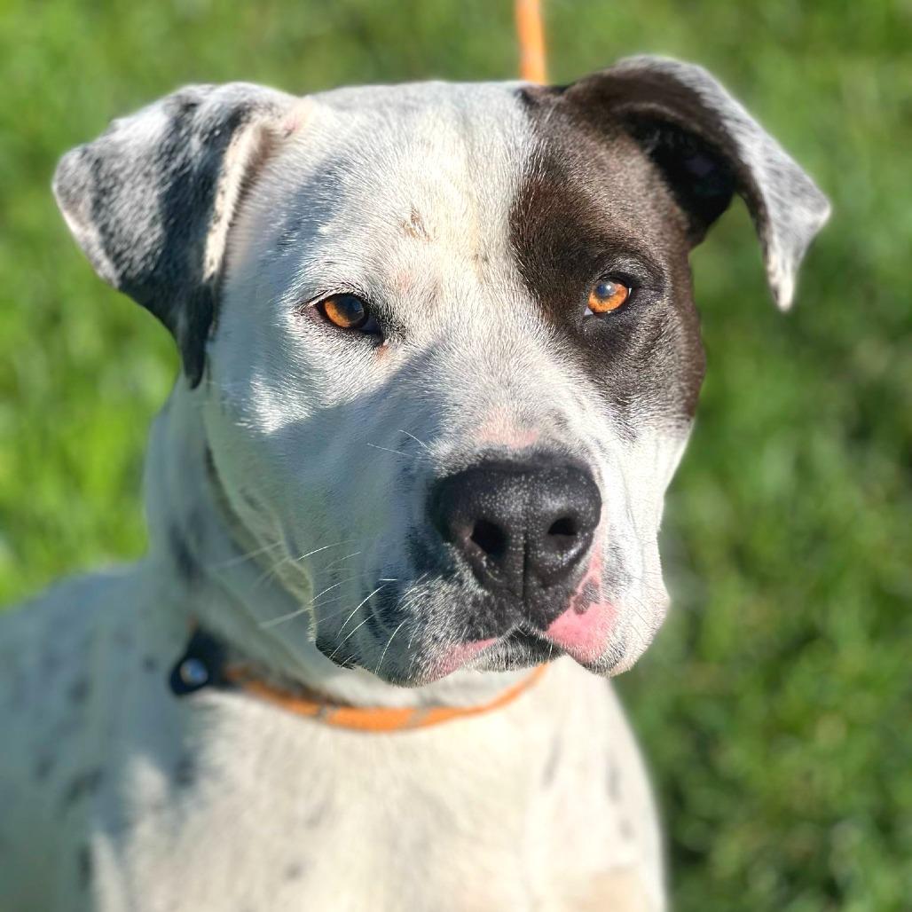 Enlarge Sinatra, a Adoptable Mixed Breed in Huntington, WV image 4/4