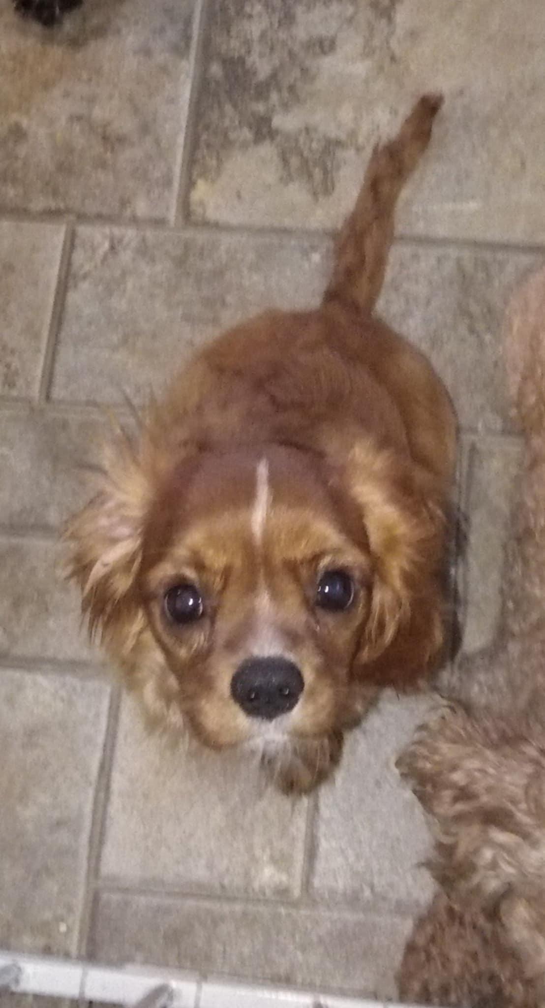 Frankie