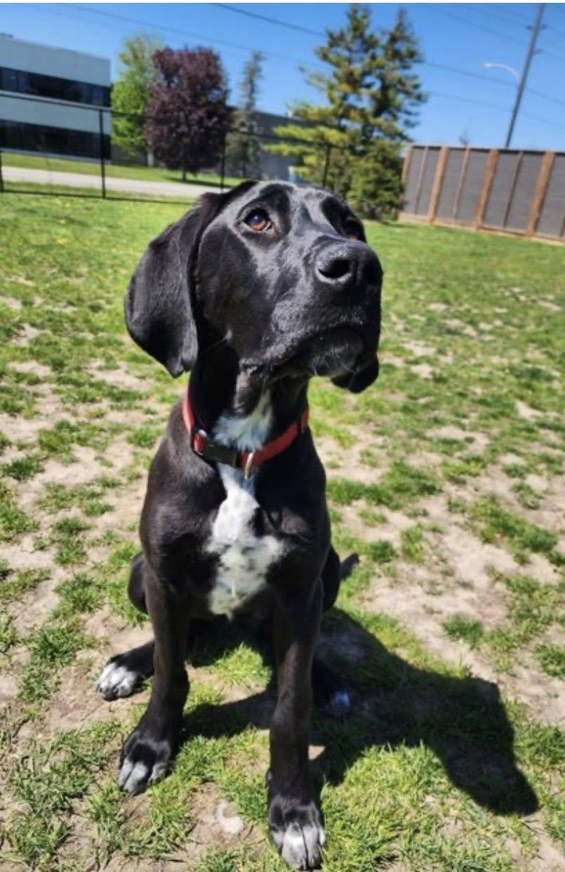 CODY (FOSTER OR FOSTER TO ADOPT), a ADOPTABLE mixed breed in Ajax, ON image 4/4