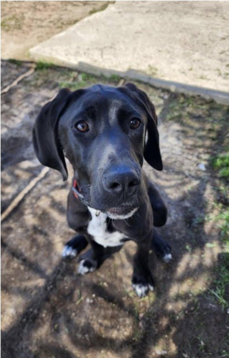 CODY (FOSTER OR FOSTER TO ADOPT), a ADOPTABLE mixed breed in Ajax, ON image 1/4
