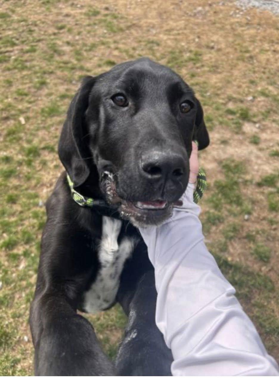 CODY (FOSTER OR FOSTER TO ADOPT), a ADOPTABLE mixed breed in Ajax, ON image 3/4