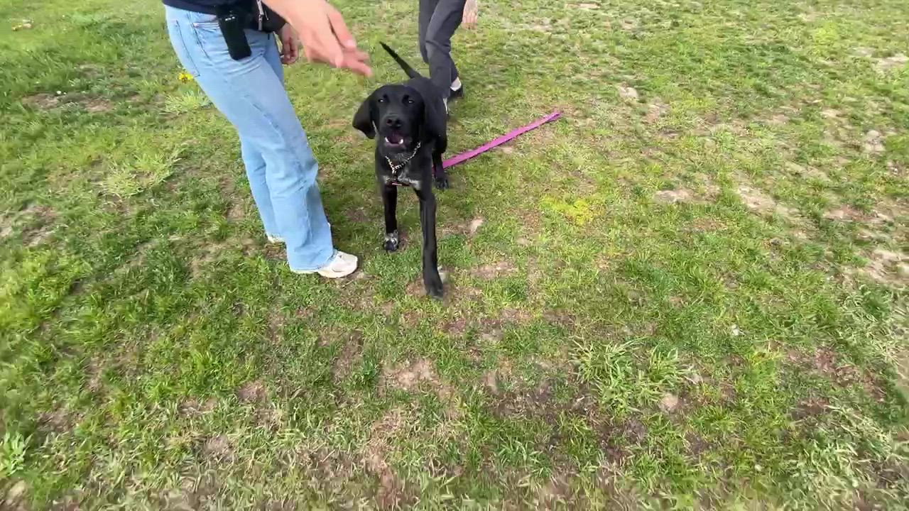 Enlarge CODY (FOSTER OR FOSTER TO ADOPT), a ADOPTABLE mixed breed in Ajax, ON video 2/4