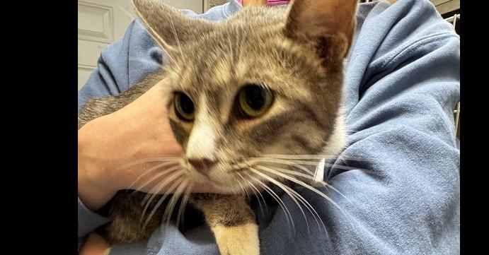 Ivy, Adoptable, Adult Female Domestic Short Hair.