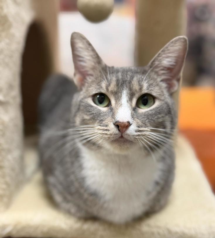 Enlarge Ivy, a Adoptable mixed breed in Marietta, GA image 1/6