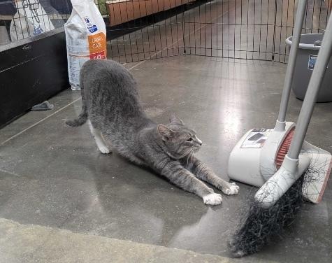 Enlarge Ivy, a Adoptable mixed breed in Marietta, GA image 1/4