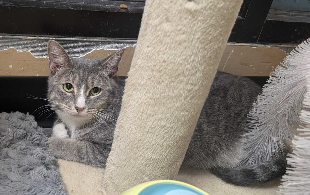 Enlarge Ivy, a Adoptable mixed breed in Marietta, GA image 2/4