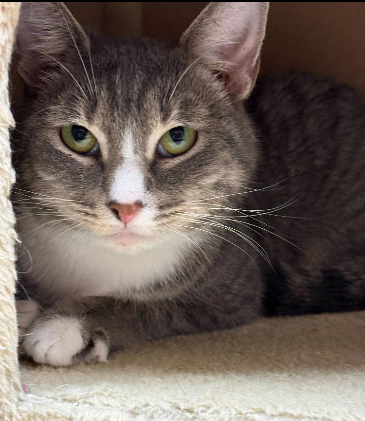 Enlarge Ivy, a Adoptable mixed breed in Marietta, GA image 3/4