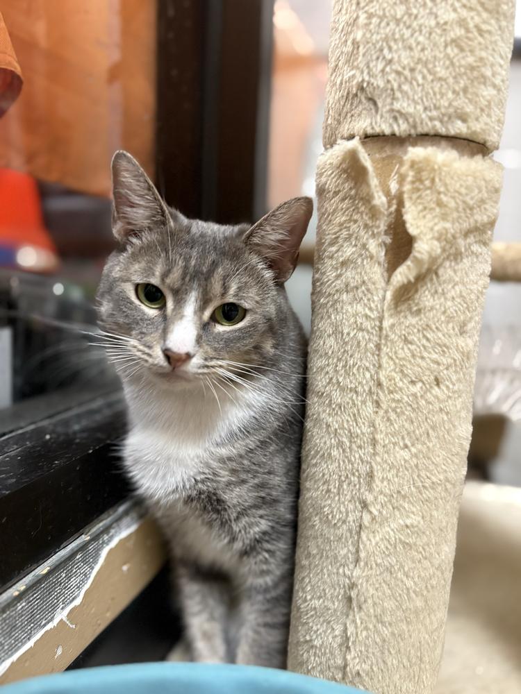 Enlarge Ivy, a Adoptable mixed breed in Marietta, GA image 5/6