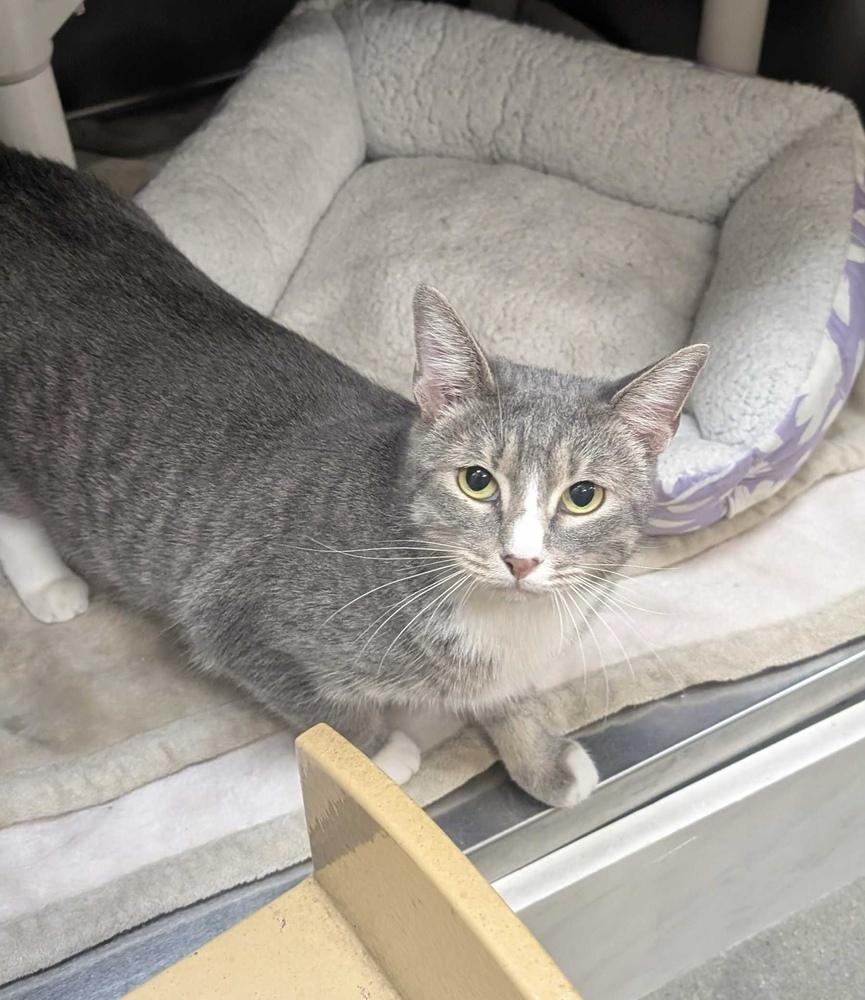 Enlarge Ivy, a Adoptable mixed breed in Marietta, GA image 4/4