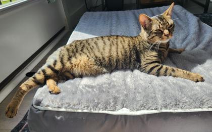 Pepper (in foster), Adoptable, Adult Female Domestic Short Hair & Domestic Short Hair.