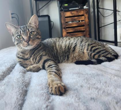 Pepper (in foster), a Adoptable Domestic Short Hair in San Marcos, TX image 2/2