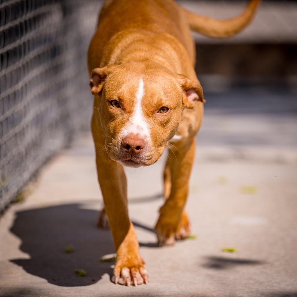 Cherry, Adoptable, Puppy Female American Staffordshire Terrier.