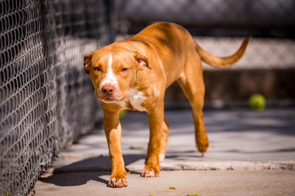 Enlarge Cherry, a Adoptable American Staffordshire Terrier in Twentynine Palms, CA image 2/6