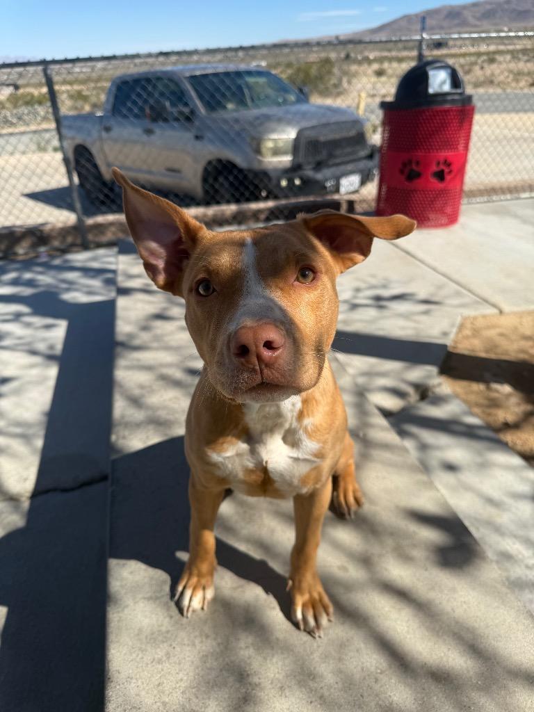 Enlarge Cherry, a Adoptable American Staffordshire Terrier in Twentynine Palms, CA image 3/6