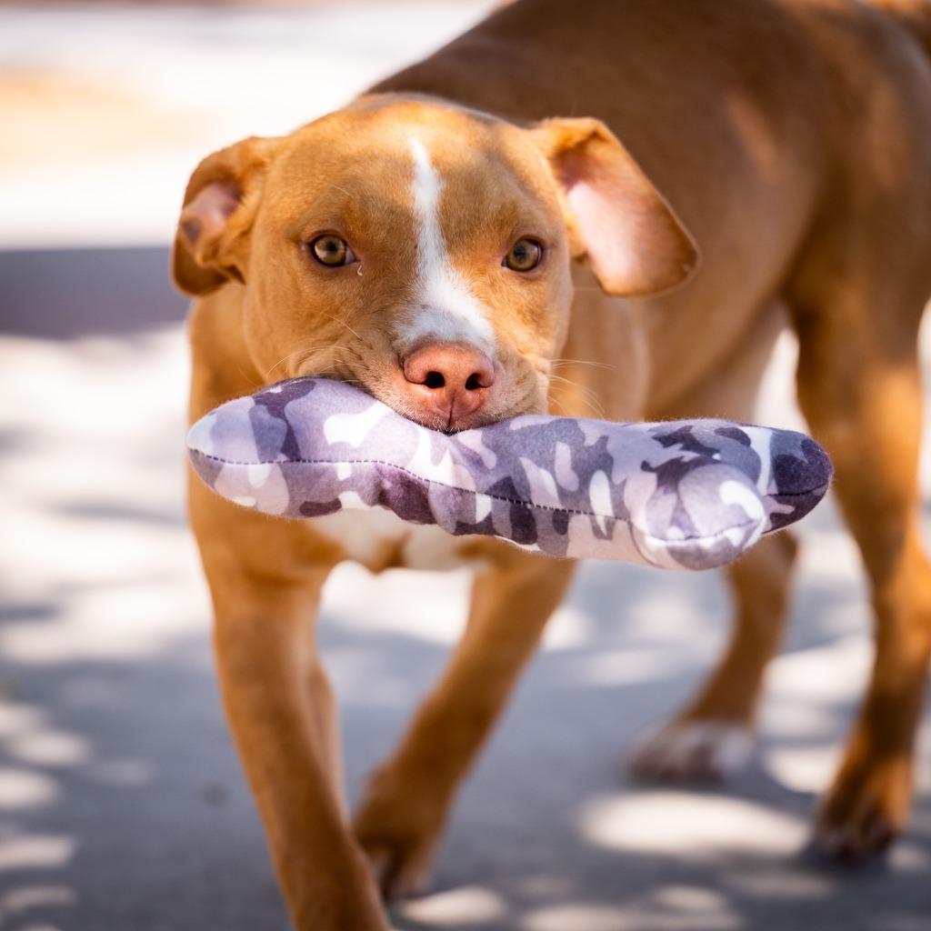 Enlarge Cherry, a Adoptable American Staffordshire Terrier in Twentynine Palms, CA image 4/6