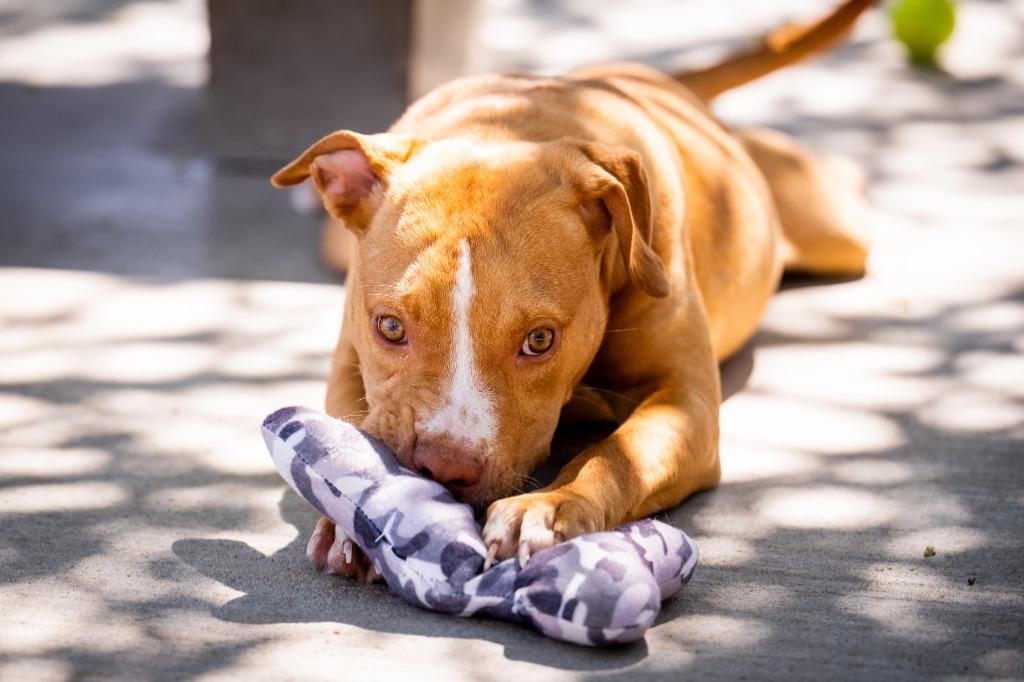 Enlarge Cherry, a Adoptable American Staffordshire Terrier in Twentynine Palms, CA image 5/6