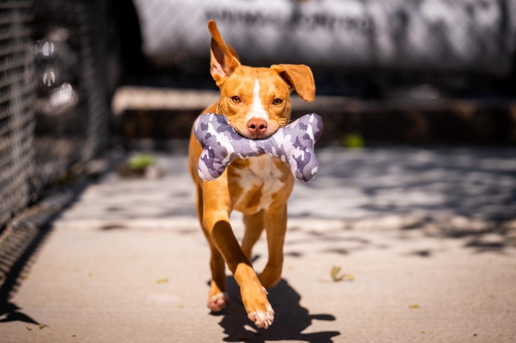 Enlarge Cherry, a Adoptable American Staffordshire Terrier in Twentynine Palms, CA image 6/6
