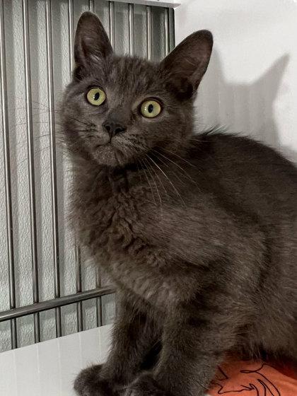 Abercrombie, Adoptable, Kitten Male Domestic Short Hair & Domestic Short Hair.