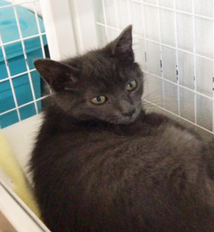 Abercrombie, a Adoptable mixed breed in Elmira, NY image 2/2