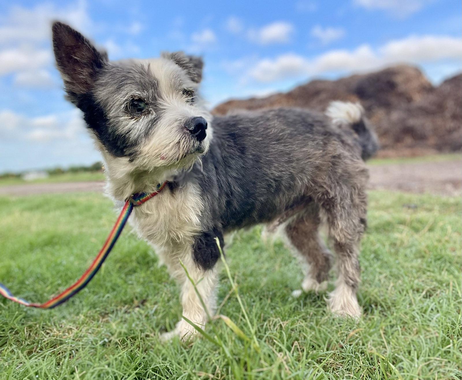 Edelstein TX, Adoptable, Senior Male Terrier.