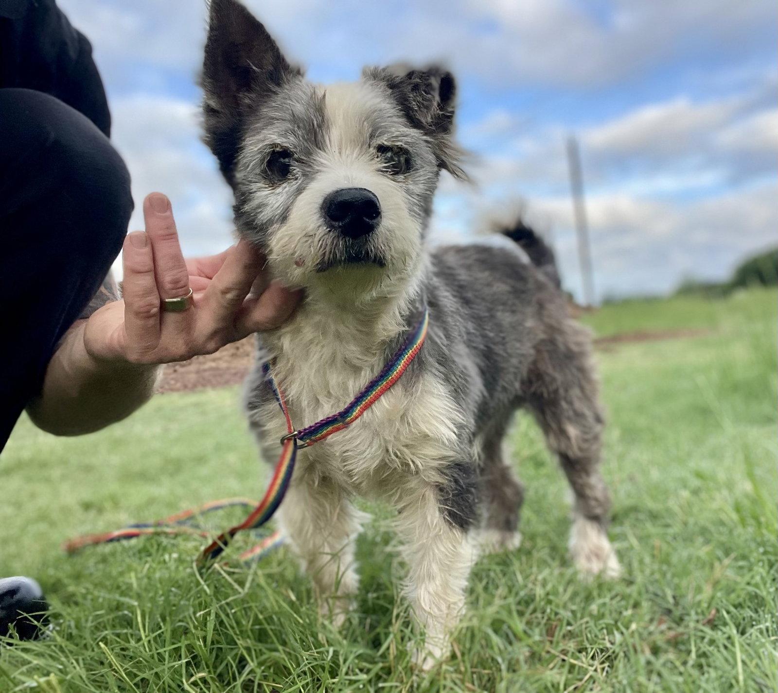 Edelstein TX, a Adoptable Terrier in Boonton, NJ image 2/3