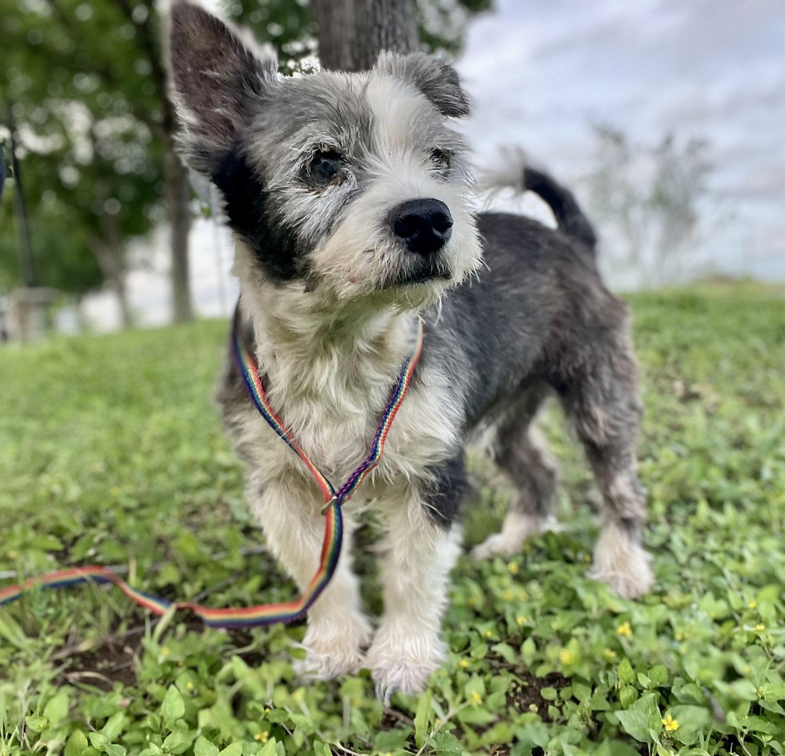 Edelstein TX, a Adoptable Terrier in Boonton, NJ image 3/3