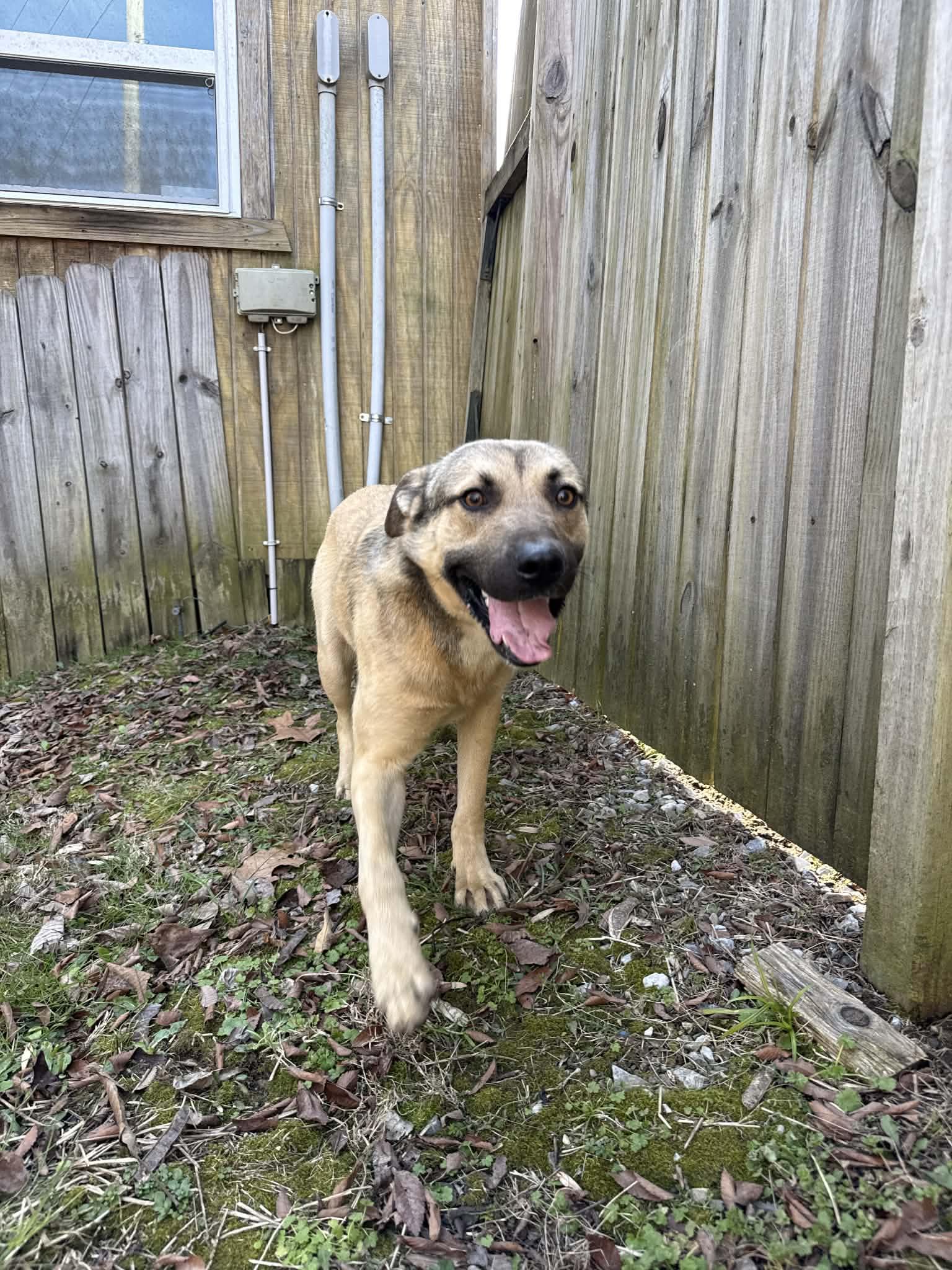 Enlarge Benny, a Adoptable mixed breed in Franklin, TN, TN image 3/5