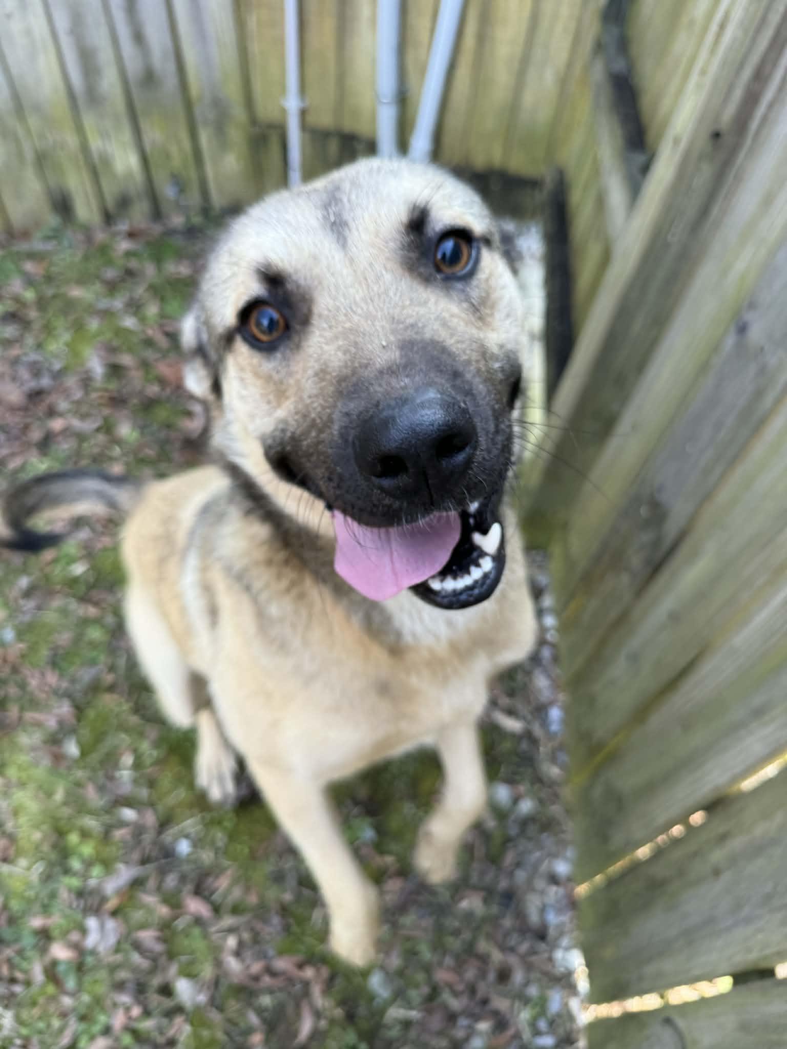 Enlarge Benny, a Adoptable mixed breed in Franklin, TN, TN image 2/5