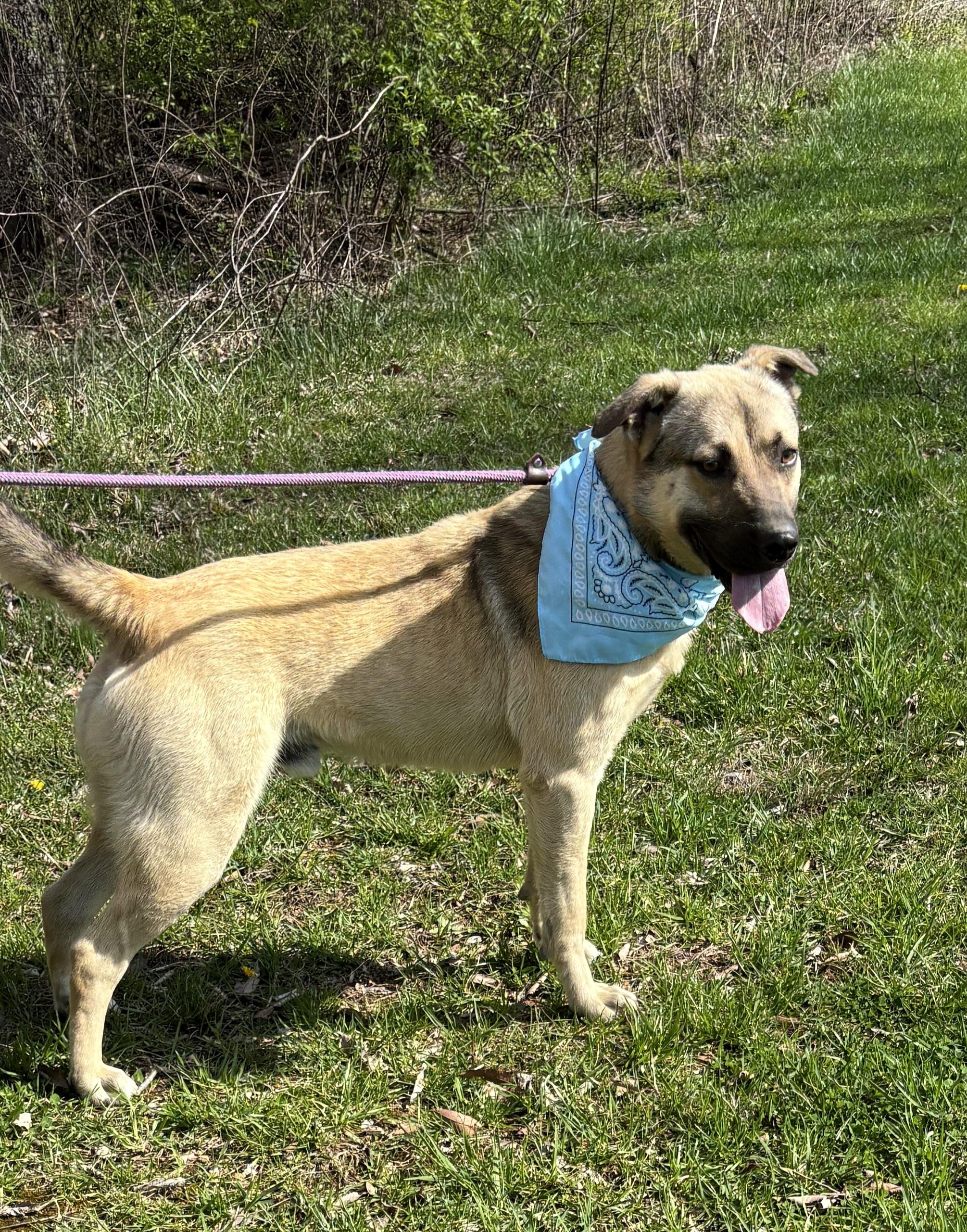 Enlarge Benny, a Adoptable mixed breed in Franklin, TN, TN image 1/5